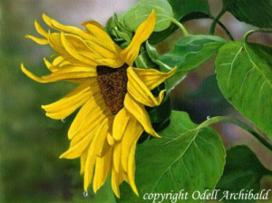 Sunflower & Raindrops